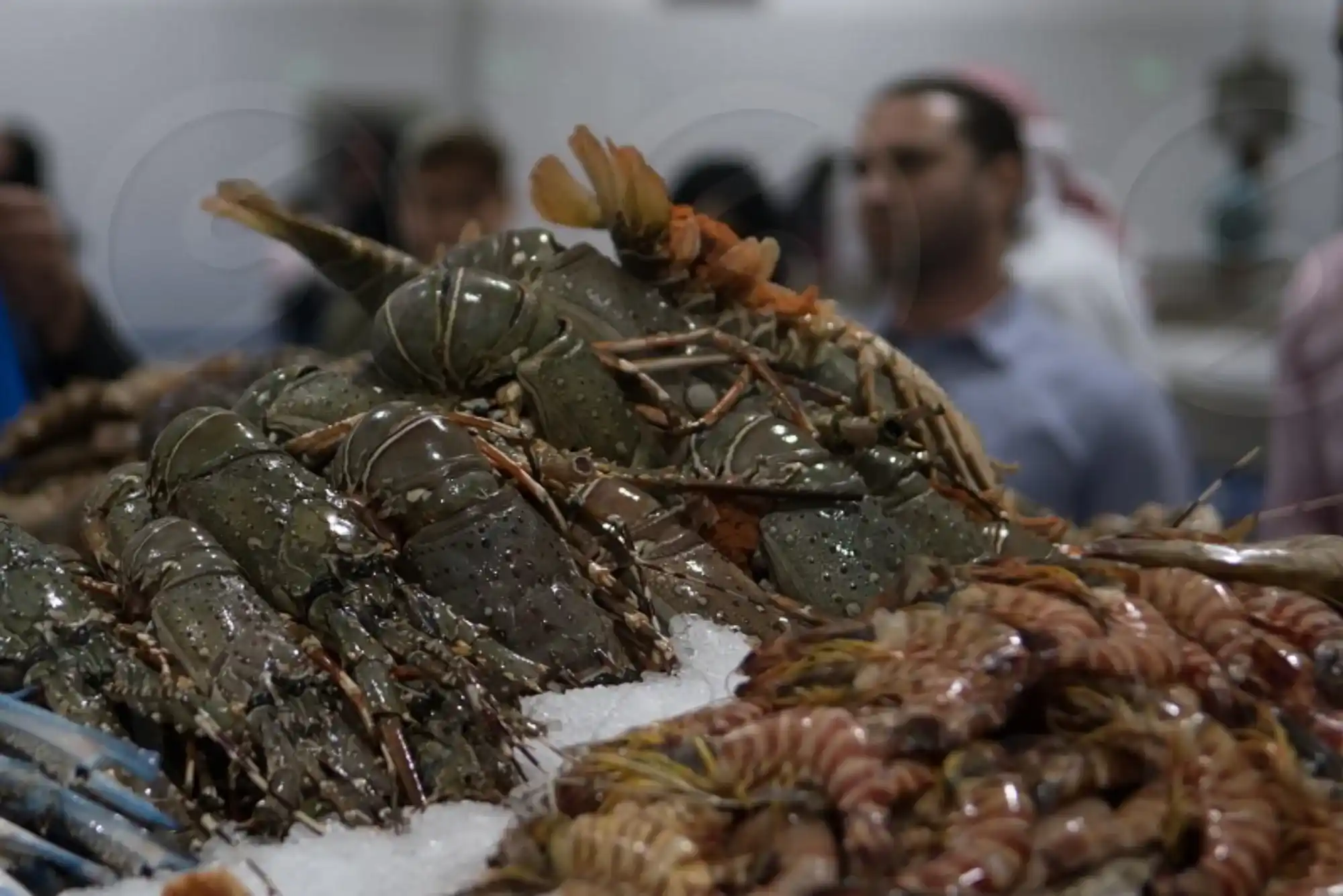 Everything You Need to Know for Lobster in Dubai - Buy Fresh Seafood